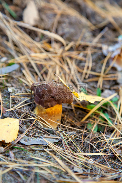 秋季松林中带栗色帽和干叶的可食用野生蘑菇图片