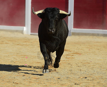 西班牙公牛在奔跑图片