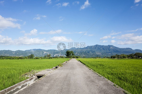 农村绿色稻田的道路图片