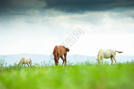 马在草地上行走云山背景泰图片