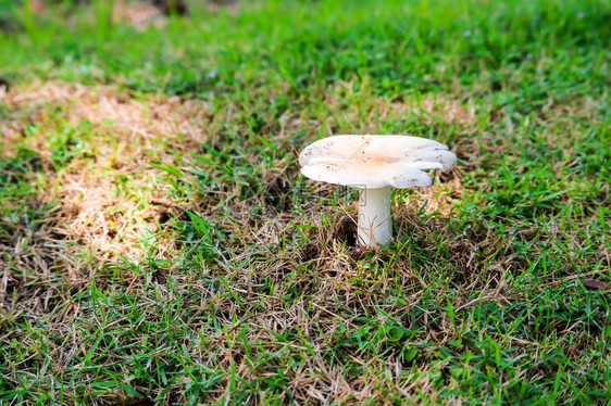 几天下雨后在花园里长大图片