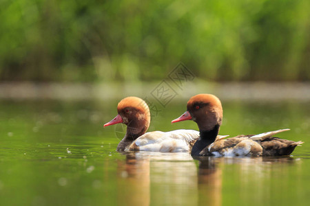 水禽在池塘中游动图片
