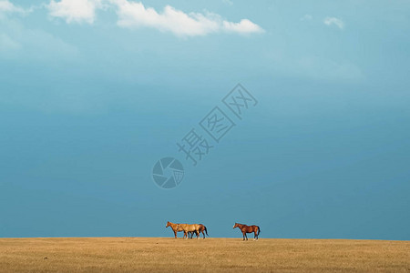 草原上的马一小群马在田野里图片