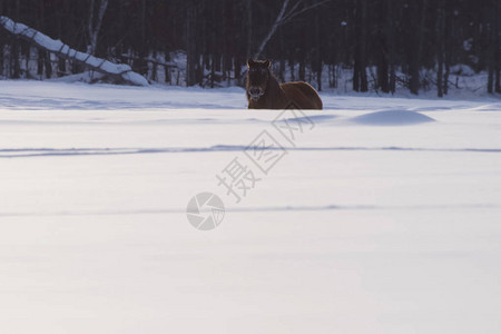 冬天的雅库特马在雪地里是雅图片