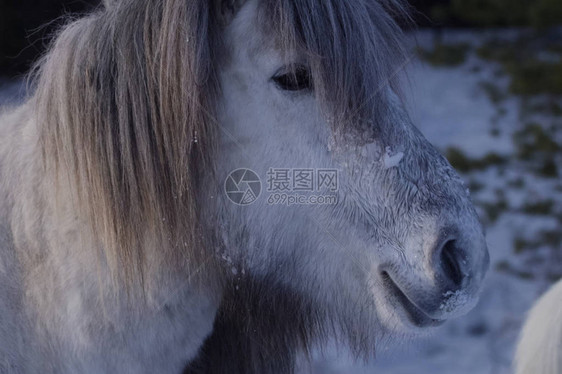 冬天的雅库特马在雪地里是雅图片