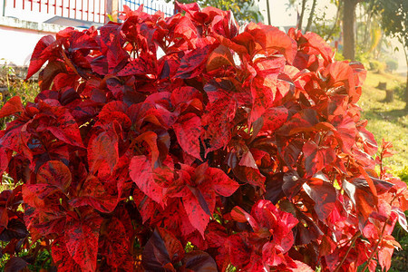 红叶树装饰植物在前院装饰园林图片