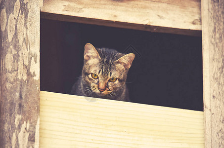 虎斑猫在windows上悲伤在wrown虎斑猫小在窗户上看着外面等待主人亚洲泰国猫悲图片