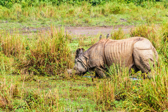 尼泊尔奇旺公园的幼年大独角犀牛Rhinocerosunicornis独角犀牛图片