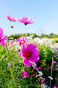 有天空和阳光的波斯菊花田背景图片