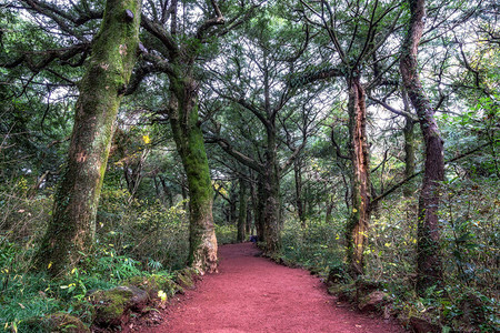 冬季拍摄的济州岛Bijarim森林步道森林是济州岛著名的自然地标图片