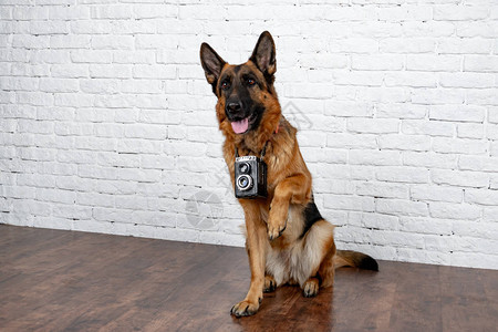 砖背景上格开朗活泼的狗德国牧羊犬可爱的小脸工作室照片会议对会图片