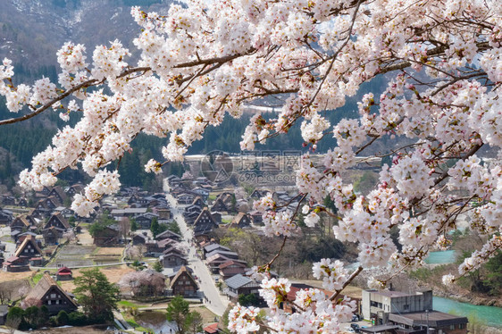 白川果村的空中景象图片