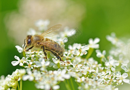 蜜蜂从花朵中收集花粉图片