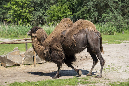 城市公园里的两只驼峰骆驼骆驼图片