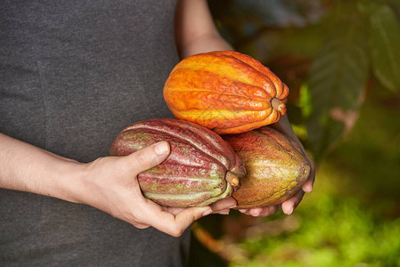 Cacao种植果实农民图片