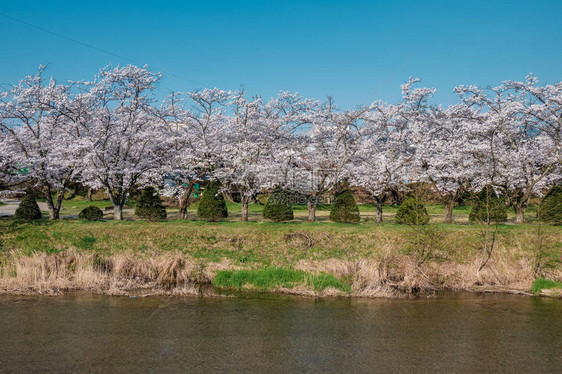 日本高山盛开的樱花图片