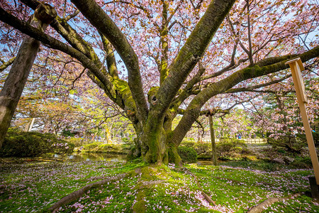 日本三个最美的景观花园图片
