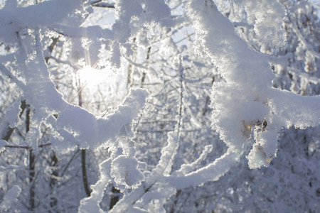 树枝被白雪覆盖冬天的森林图片