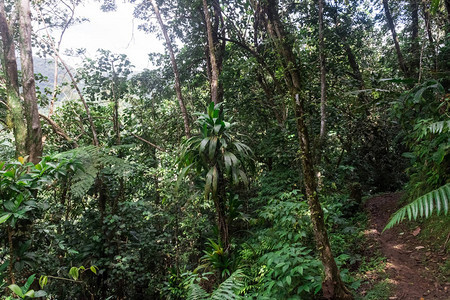 圣卢西亚加勒比丛林中稀图片