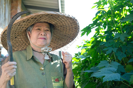 高龄年长的亚洲老年妇女持有镰状钩的图片