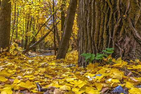 地上的黄叶和树枝图片