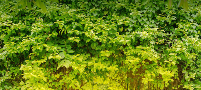 天然绿叶阳光下鲜绿树叶图片