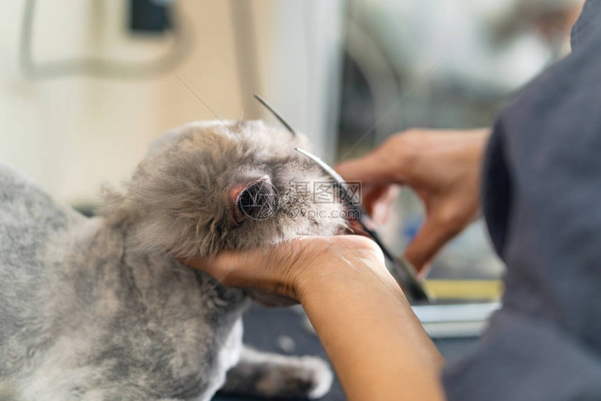 猫美容美容师在狗和猫美容院为猫剪毛图片