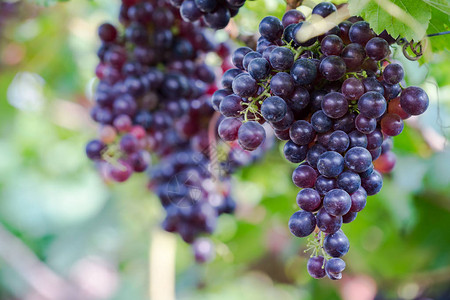 在农村有成熟葡萄的藤园紫葡萄背景图片