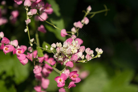 小粉红混合白花的近身图片