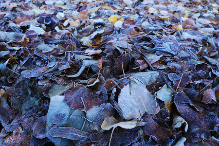 草地上冷冻的叶子晨田上的地面冰霜图片
