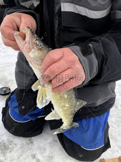 渔夫在冰钓时解开大眼鱼图片