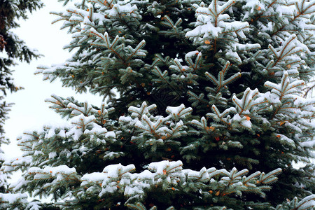 松树枝上铺着蓬松的雪图片