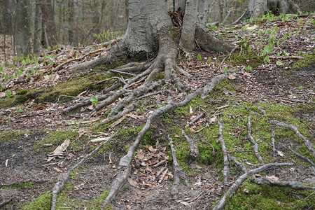 在森林中老树的根系图片