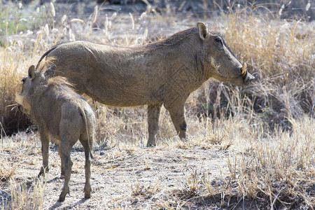 纳米比亚野生猪肉家族图片