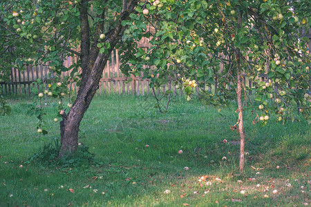 夏季农村花园种植的苹图片