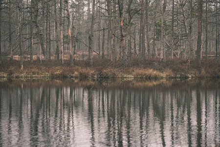 森林平静湖水中树木的倒影背景图片