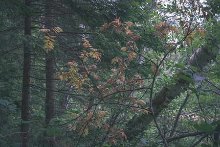 白天绿色夏季森林的灌木丛图片