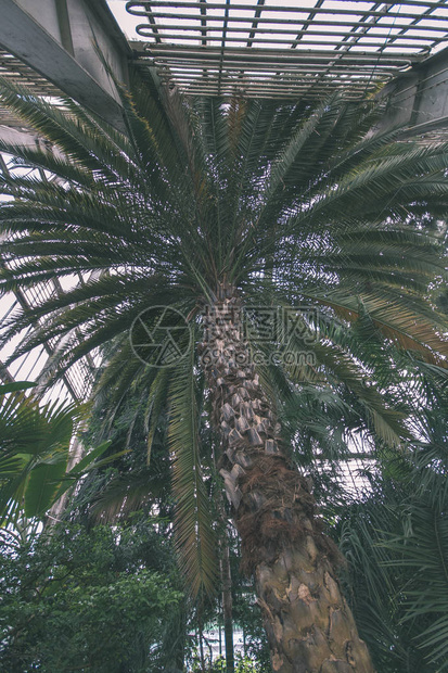 温室大绿棕榈树景观图片