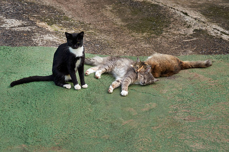 无家可归的猫在阳光下温暖三只可爱的小猫图片