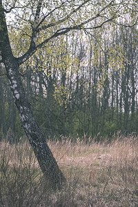 白桦树干在被弄脏的背景的图片