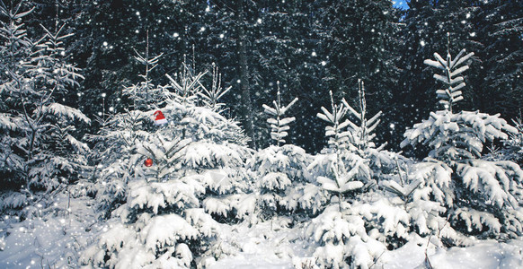 红圣诞老人的帽子戴在冬季森林的寒冷树上圣诞节背景图片