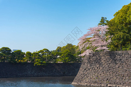 东京皇宫的樱花图片