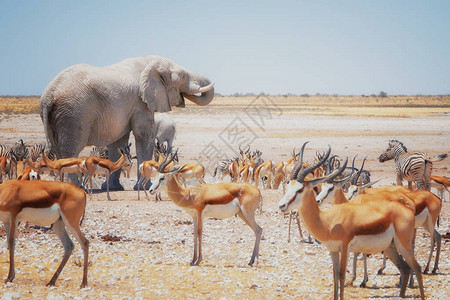 还有其他野生动物恶劣和干旱的环境纳米比亚埃托沙公园的图片