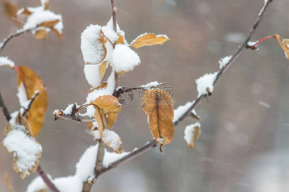 冬天的雪覆盖下树枝干枯的树枝图片