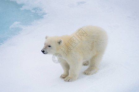 挪威斯瓦尔巴北极以北冰块上北极熊Ursusmariti背景图片