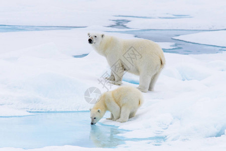 北极熊Ursusmaritimus母亲和幼熊在挪威斯瓦尔巴北极图片