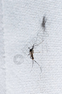 白布上的蚊子特写镜头图片