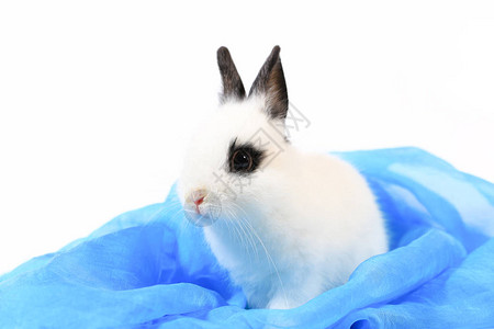 可爱的白色和黑色小荷兰侏儒兔的特写可爱背景图片