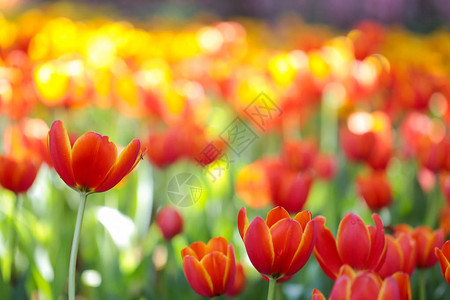 美丽的开花的郁金香背景图片