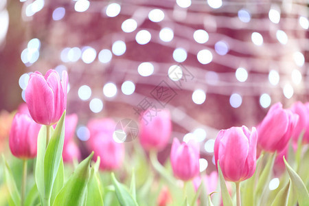 美丽的开花的郁金香背景图片